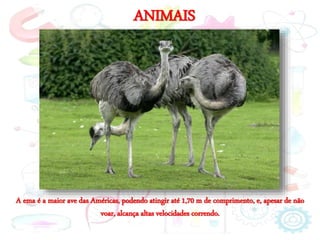 ANIMAIS
A ema é a maior ave das Américas, podendo atingir até 1,70 m de comprimento, e, apesar de não
voar, alcança altas velocidades correndo.
 