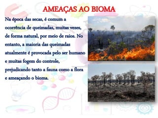 AMEAÇAS AO BIOMA
Na época das secas, é comum a
ocorrência de queimadas, muitas vezes,
de forma natural, por meio de raios. No
entanto, a maioria das queimadas
atualmente é provocada pelo ser humano
e muitas fogem do controle,
prejudicando tanto a fauna como a flora
e ameaçando o bioma.
 