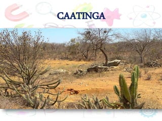 CAATINGA
 