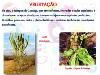 VEGETAÇÃO
Na seca, a paisagem da Caatinga, com árvores baixas, retorcidas e caules espinhosos, é
cinza-claro e, na época das chuvas, torna-se verdejante com as plantas que brotam.
Bromélias, palmeiras, cactos e plantas frutíferas e medicinas também são encontrados
nesse bioma.
Cacto
mandacaru
Orquídea – Espécie da Caatinga
 