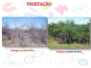 VEGETAÇÃO
Caatinga no período da seca Caatinga no período da chuva
 