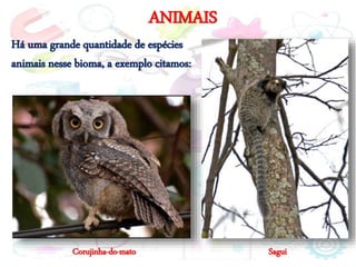ANIMAIS
Há uma grande quantidade de espécies
animais nesse bioma, a exemplo citamos:
Corujinha-do-mato Sagui
 