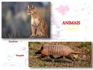 ANIMAIS
Suçuarana
Tatupeba
 