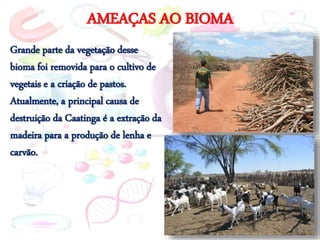 AMEAÇAS AO BIOMA
Grande parte da vegetação desse
bioma foi removida para o cultivo de
vegetais e a criação de pastos.
Atualmente, a principal causa de
destruição da Caatinga é a extração da
madeira para a produção de lenha e
carvão.
 