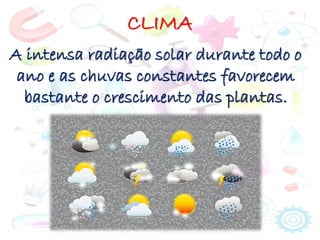 CLIMA
A intensa radiação solar durante todo o
ano e as chuvas constantes favorecem
bastante o crescimento das plantas.
 