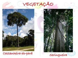 VEGETAÇÃO
Seringueira
Castanheira-do-pará
 