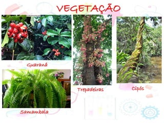 VEGETAÇÃO
Samambaia
Guaraná
Trepadeiras Cipós
 