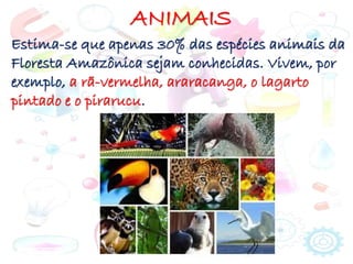 ANIMAIS
Estima-se que apenas 30% das espécies animais da
Floresta Amazônica sejam conhecidas. Vivem, por
exemplo, a rã-vermelha, araracanga, o lagarto
pintado e o pirarucu.
 