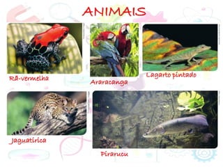 ANIMAIS
Rã-vermelha
Araracanga
Lagarto pintado
Jaguatirica
Pirarucu
 