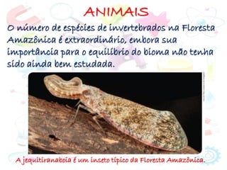 ANIMAIS
A jequitiranaboia é um inseto típico da Floresta Amazônica.
O número de espécies de invertebrados na Floresta
Amazônica é extraordinário, embora sua
importância para o equilíbrio do bioma não tenha
sido ainda bem estudada.
 