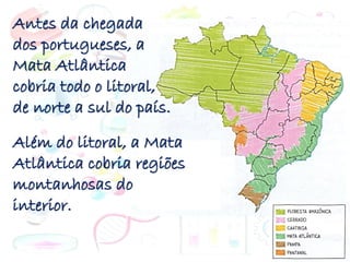 Antes da chegada
dos portugueses, a
Mata Atlântica
cobria todo o litoral,
de norte a sul do país.
Além do litoral, a Mata
Atlântica cobria regiões
montanhosas do
interior.
 