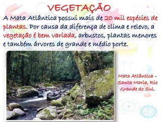 VEGETAÇÃO
A Mata Atlântica possui mais de 20 mil espécies de
plantas. Por causa da diferença de clima e relevo, a
vegetação é bem variada, arbustos, plantas menores
e também árvores de grande e médio porte.
Mata Atlântica –
Santa Maria, Rio
Grande do Sul.
 