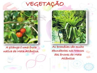 VEGETAÇÃO
A pitanga é uma fruta
nativa da Mata Atlântica.
As bromélias são muito
abundantes nos troncos
das árvores da Mata
Atlântica
 