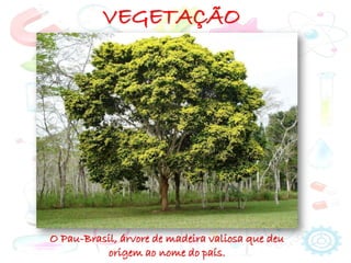 VEGETAÇÃO
O Pau-Brasil, árvore de madeira valiosa que deu
origem ao nome do país.
 