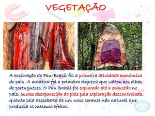 VEGETAÇÃO
A exploração do Pau-Brasil foi a primeira atividade econômica
do país. A madeira foi a primeira riqueza que saltou aos olhos
do portugueses. O Pau Brasil foi explorado até a exaustão no
país. Quase desaparecida do país pela exploração descontrolada,
quanto pela descoberta de um novo corante não natural que
produzia os mesmos efeitos.
 