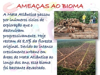 AMEAÇAS AO BIOMA
A Mata Atlântica passou
por inúmeros ciclos de
exploração que o
destruíram
progressivamente. Hoje
restam de 8,5% da floresta
original. Devido ao intenso
crescimento urbano em
áreas de Mata Atlântica ao
longo dos ano, esse bioma
foi bastante devastado.
 