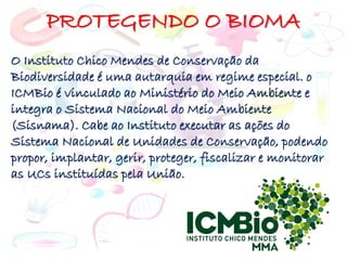 PROTEGENDO O BIOMA
O Instituto Chico Mendes de Conservação da
Biodiversidade é uma autarquia em regime especial. o
ICMBio é vinculado ao Ministério do Meio Ambiente e
integra o Sistema Nacional do Meio Ambiente
(Sisnama). Cabe ao Instituto executar as ações do
Sistema Nacional de Unidades de Conservação, podendo
propor, implantar, gerir, proteger, fiscalizar e monitorar
as UCs instituídas pela União.
 