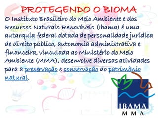 PROTEGENDO O BIOMA
O Instituto Brasileiro do Meio Ambiente e dos
Recursos Naturais Renováveis (Ibama) é uma
autarquia federal dotada de personalidade jurídica
de direito público, autonomia administrativa e
financeira, vinculada ao Ministério do Meio
Ambiente (MMA), desenvolve diversas atividades
para a preservação e conservação do patrimônio
natural.
 