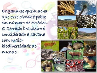 Engana-se quem acha
que esse bioma é pobre
em número de espécies.
O Cerrado brasileiro é
considerado a savana
com maior
biodiversidade do
mundo.
 