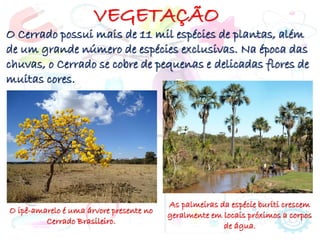 VEGETAÇÃO
O Cerrado possui mais de 11 mil espécies de plantas, além
de um grande número de espécies exclusivas. Na época das
chuvas, o Cerrado se cobre de pequenas e delicadas flores de
muitas cores.
O ipê-amarelo é uma árvore presente no
Cerrado Brasileiro.
As palmeiras da espécie buriti crescem
geralmente em locais próximos a corpos
de água.
 