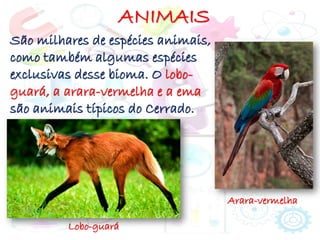 ANIMAIS
São milhares de espécies animais,
como também algumas espécies
exclusivas desse bioma. O lobo-
guará, a arara-vermelha e a ema
são animais típicos do Cerrado.
Lobo-guará
Arara-vermelha
 
