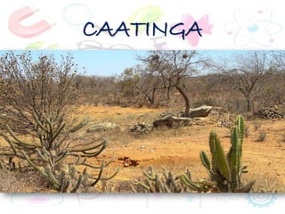 CAATINGA
 