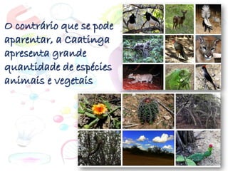O contrário que se pode
aparentar, a Caatinga
apresenta grande
quantidade de espécies
animais e vegetais
 