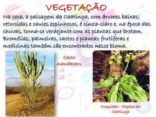 VEGETAÇÃO
Na seca, a paisagem da Caatinga, com árvores baixas,
retorcidas e caules espinhosos, é cinza-claro e, na época das
chuvas, torna-se verdejante com as plantas que brotam.
Bromélias, palmeiras, cactos e plantas frutíferas e
medicinas também são encontrados nesse bioma.
Cacto
mandacaru
Orquídea – Espécie da
Caatinga
 