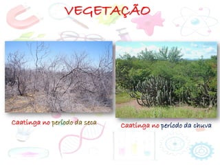 VEGETAÇÃO
Caatinga no período da seca Caatinga no período da chuva
 