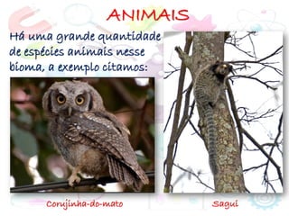 ANIMAIS
Há uma grande quantidade
de espécies animais nesse
bioma, a exemplo citamos:
Corujinha-do-mato Sagui
 