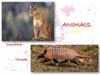 ANIMAIS
Suçuarana
Tatupeba
 