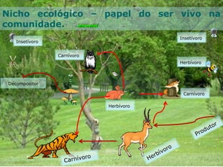 Herbívoro
Carnívoro
Nicho ecológico – papel do ser vivo na
comunidade.
Carnívoro
Decompositor
Herbívoro
Insetívoro
Insetívoro
 