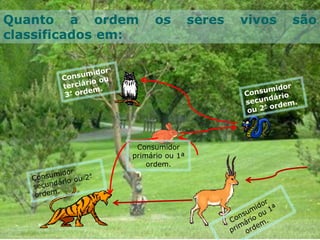 Quanto a ordem os seres vivos são
classificados em:
Consumidor
primário ou 1ª
ordem.
 