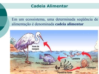 Em um ecossistema, uma determinada seqüência de
alimentação é denominada cadeia alimentar
Cadeia Alimentar
 