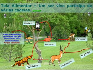 Herbívoro
Carnívoro
Teia Alimentar – Um ser vivo participa de
várias cadeias.
Carnívoro
Todos os organismos
quando morrem são
decompostos pelos
decompositores.
Fungos e bactérias.
 