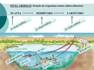NÍVEL TRÓFICO: Posição do organismo numa cadeia alimentar.
PLANTA HERBÍVORO CARNÍVORO
 