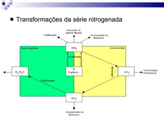 Transformações da série nitrogenada 