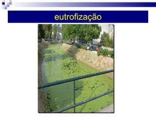 eutrofização 