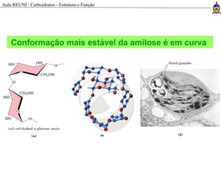Conformação mais estável da amilose é em curva
Aula REUNI : Carboidratos - Estrutura e Função
 