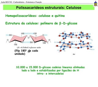 Homopolissacarídeos: celulose e quitina
Estrutura da celulose: polímero de β-D-glicose
10.000 a 15.000 D-glicose cadeias lineares alinhadas
lado a lado e estabilizadas por ligacões de H
intra- e intercadeias
(flip 180° de cada
unidade)
Polissacarídeos estruturais: Celulose
Aula REUNI : Carboidratos - Estrutura e Função
 
