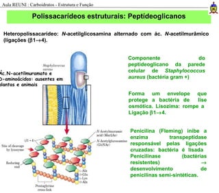 Heteropolissacarídeo: N-acetilglicosamina alternado com ác. N-acetilmurâmico
(ligações (β1→4).
Ác.N-acetilmuramato e
D-aminoácidos: ausentes em
plantas e animais
Componente do
peptideoglicano da parede
celular de Staphylococcus
aureus (bactéria gram +)
Forma um envelope que
protege a bactéria de lise
osmótica. Lisozima: rompe a
Ligação β1→4.
Penicilina (Fleming) inibe a
enzima transpeptidase
responsável pelas ligações
cruzadas: bactéria é lisada
Penicilinase (bactérias
resistentes) →
desenvolvimento de
penicilinas semi-sintéticas.
Polissacarídeos estruturais: Peptídeoglicanos
Aula REUNI : Carboidratos - Estrutura e Função
 