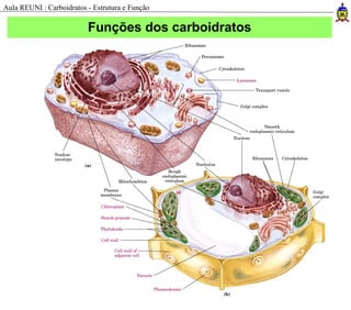 Funções dos carboidratos
Aula REUNI : Carboidratos - Estrutura e Função
 
