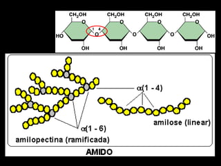 Aula - Carboidratos 2023.pptx