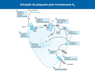 Ativação da plaqueta pelo tromboxano A2
 