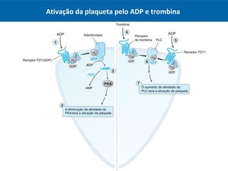 Ativação da plaqueta pelo ADP e trombina
 