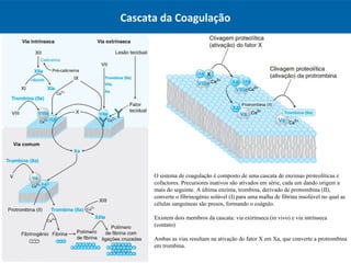 Cascata da Coagulação
O sistema de coagulação é composto de uma cascata de enzimas proteolíticas e
cofactores. Precursores inativos são ativados em série, cada um dando origem a
mais do seguinte. A última enzima, trombina, derivado de protrombina (II),
converte o fibrinogénio solúvel (I) para uma malha de fibrina insolúvel no qual as
células sanguíneas são presos, formando o coágulo.
Existem dois membros da cascata: via extrínseca (in vivo) e via intrínseca
(contato)
Ambas as vias resultam na ativação do fator X em Xa, que converte a protrombina
em trombina.
 