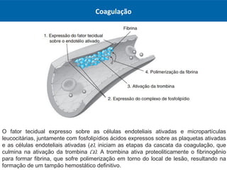Coagulação
O fator tecidual expresso sobre as células endoteliais ativadas e micropartículas
leucocitárias, juntamente com fosfolipídios ácidos expressos sobre as plaquetas ativadas
e as células endoteliais ativadas (2), iniciam as etapas da cascata da coagulação, que
culmina na ativação da trombina (3). A trombina ativa proteoliticamente o fibrinogênio
para formar fibrina, que sofre polimerização em torno do local de lesão, resultando na
formação de um tampão hemostático definitivo.
 