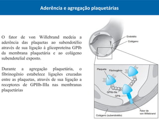 Aderência e agregação plaquetárias
O fator de von Willebrand medeia a
aderência das plaquetas ao subendotélio
através de sua ligação à glicoproteína GPIb
da membrana plaquetária e ao colágeno
subendotelial exposto.
Durante a agregação plaquetária, o
fibrinogênio estabelece ligações cruzadas
entre as plaquetas, através de sua ligação a
receptores de GPIIb-IIIa nas membranas
plaquetárias
 