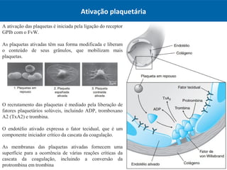 Ativação plaquetária
A ativação das plaquetas é iniciada pela ligação do receptor
GPIb com o FvW.
As plaquetas ativadas têm sua forma modificada e liberam
o conteúdo de seus grânulos, que mobilizam mais
plaquetas.
O recrutamento das plaquetas é mediado pela liberação de
fatores plaquetários solúveis, incluindo ADP, tromboxano
A2 (TxA2) e trombina.
O endotélio ativado expressa o fator tecidual, que é um
componente iniciador crítico da cascata da coagulação.
As membranas das plaquetas ativadas fornecem uma
superfície para a ocorrência de várias reações críticas da
cascata da coagulação, incluindo a conversão da
protrombina em trombina
 