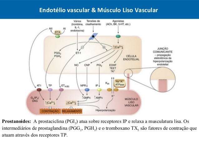 Aula - Cardiovascular - Vasodilatadores